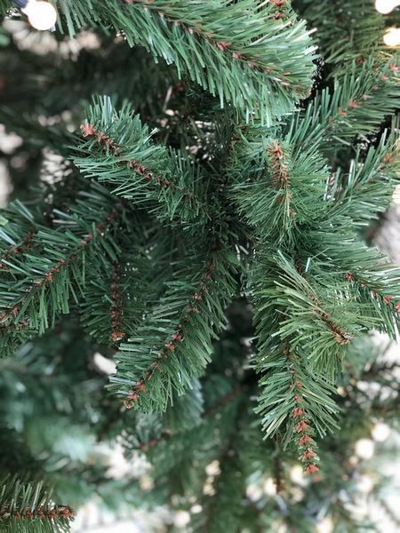 Ялина 1,55 м. Forrester зелена 897963156 фото