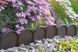 Бордюр садовий Prosperplast GARDEN LINE, коричневий, 10 м 897959445 фото 6